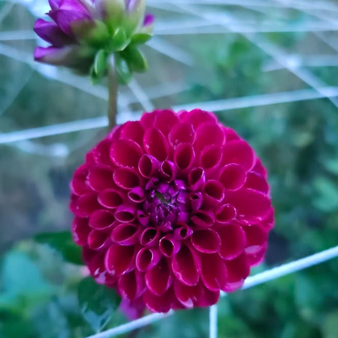 Ivanetti Dahlia