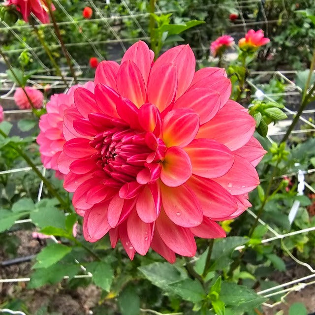 Jabberbox Dahlia