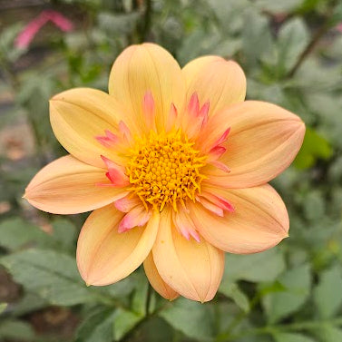 Kelsey Annie Joy Dahlia
