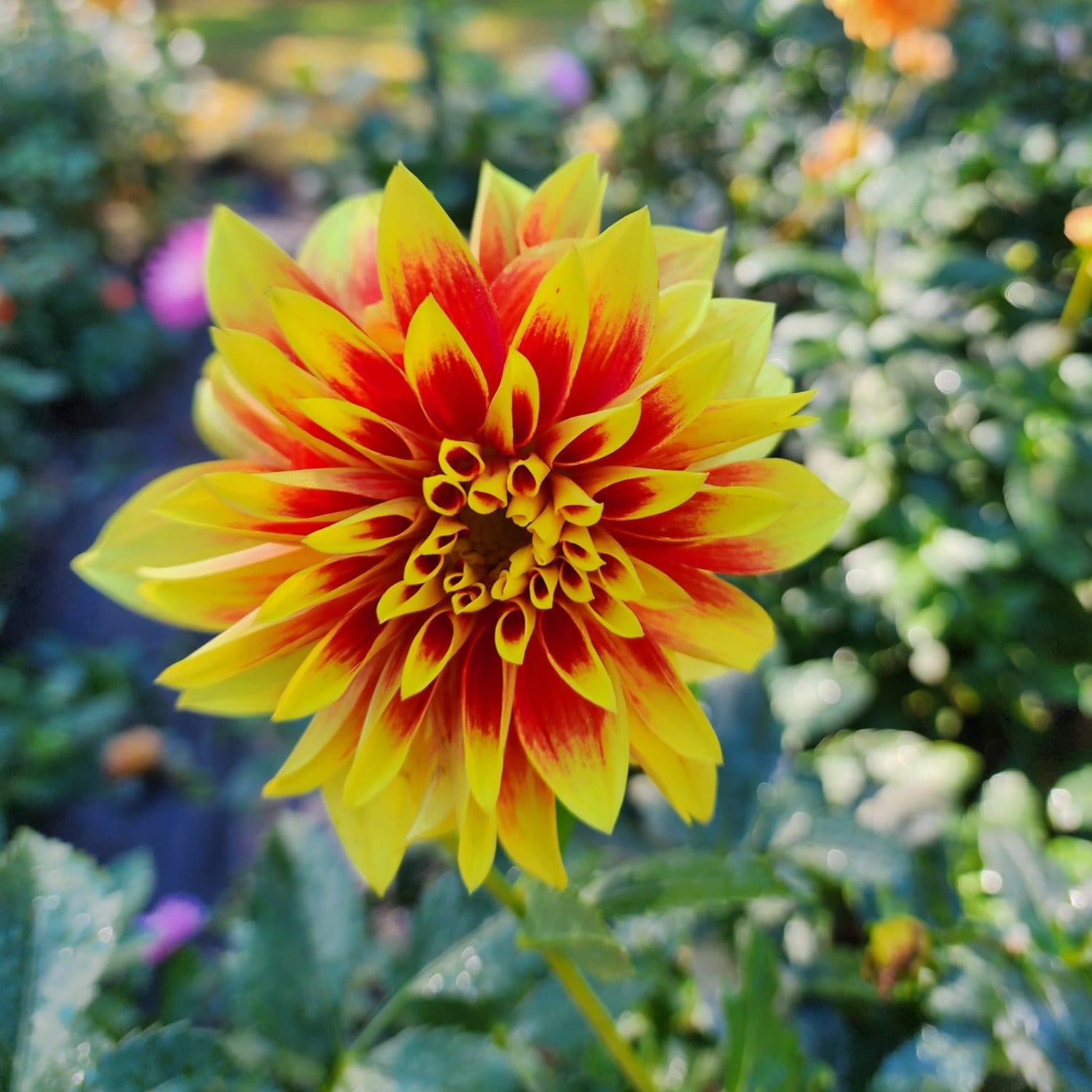 Ketchup and Mustard Dahlia – Lucky Penny Flower Farm