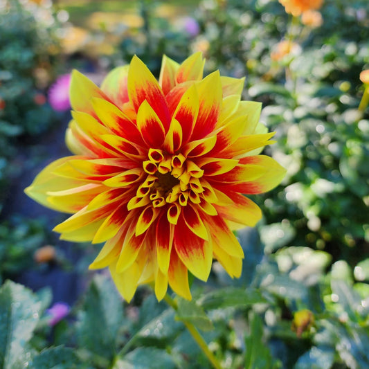 Ketchup and Mustard Dahlia