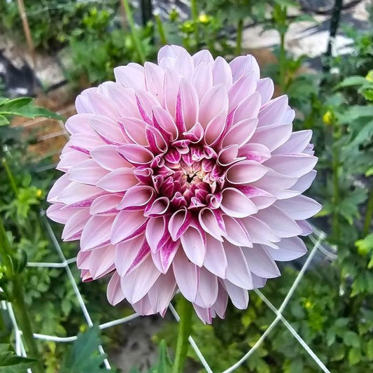 Salish Twilight Girl Dahlia