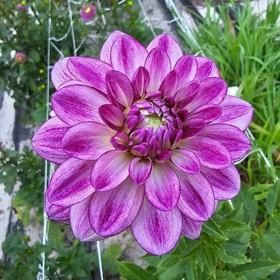 Seduction Dahlia