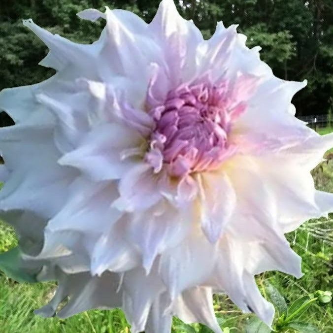 Shiloh Noelle Dahlia Lucky Penny Flower Farm