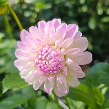 Snoho Sonia Dahlia