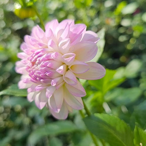 Snoho Sonia Dahlia