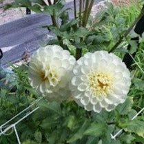 Snowflake Dahlia