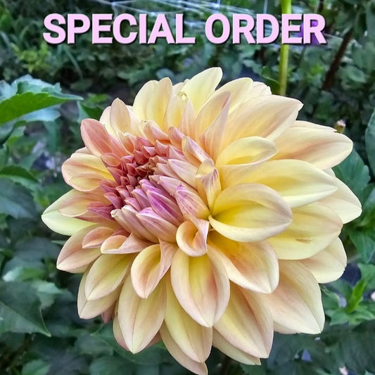 SPECIAL ORDER - Tobi M