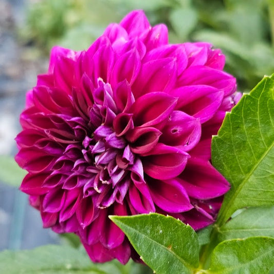 Tootles Dahlia