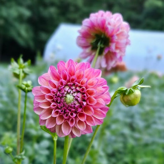 Triple Lee Dee Dahlia